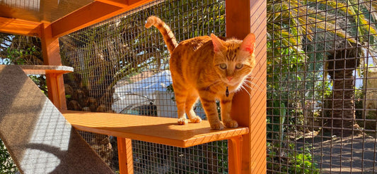 The Rise of the Catio Space: Purrfect Protection for our Feline Family