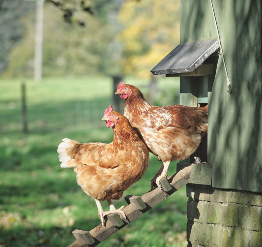 Is Keeping Chickens Worth It? The Full (S)coop on These Hen-teresting Pets!